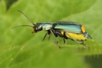 Clanoptilus elegans