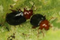 Podagrica fuscicornis