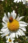 Coccinella septempunctata