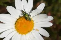 Oedemera nobilis