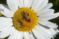 Oedemera podagrariae