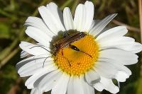Oedemera podagrariae
