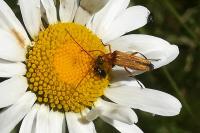 Oedemera podagrariae