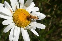 Oedemera podagrariae