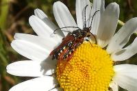 Stenopterus rufus
