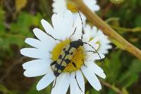 Rutpela maculata
