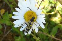 Rutpela maculata