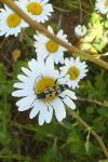Rutpela maculata