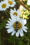 Rutpela maculata