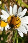 Stictoleptura fulva