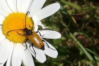 Stictoleptura fulva
