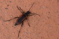 Anastrangalia dubia