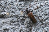 Phymatodes testaceus