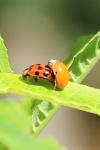 Harmonia axyridis