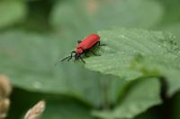 Pyrochroa coccinea