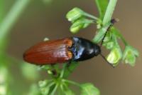Ampedus