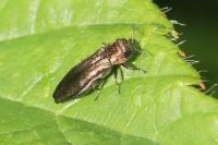 Agrilus