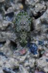 Elaphrus riparius