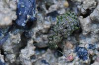 Elaphrus riparius