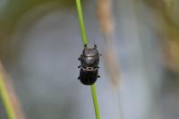 Dorcus parallelipipedus