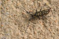 Saperda scalaris