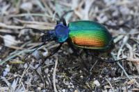 Calosoma sycophanta