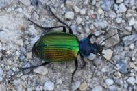 Calosoma sycophanta