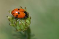 Hippodamia variegata