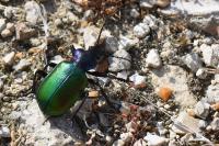 Calosoma sycophanta