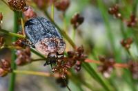 Oiceoptoma thoracicum