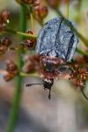 Oiceoptoma thoracicum