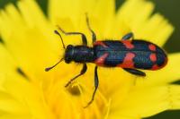 Trichodes alvearius