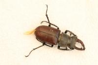 Lucanus cervus