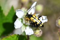 Rutpela maculata