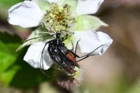 Rutpela nigra