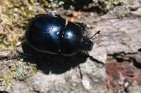 Trypocopris pyrenaeus