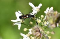 Anoplodera sexguttata