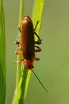 Cantharis livida