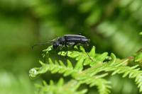 Anastrangalia dubia