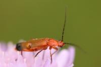 Rhagonycha fulva