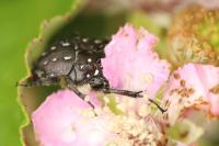 Oxythyrea funesta