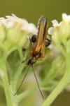 Oedemera podagrariae