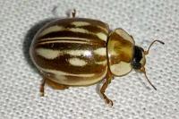 Myzia oblongoguttata