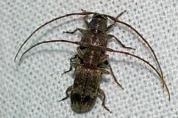 Exocentrus adspersus
