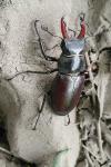 Lucanus cervus