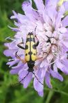 Rutpela maculata