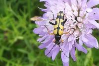Rutpela maculata
