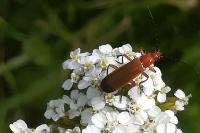 Rhagonycha fulva