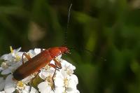 Rhagonycha fulva
