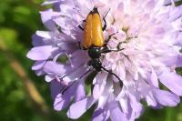 Stictoleptura fulva